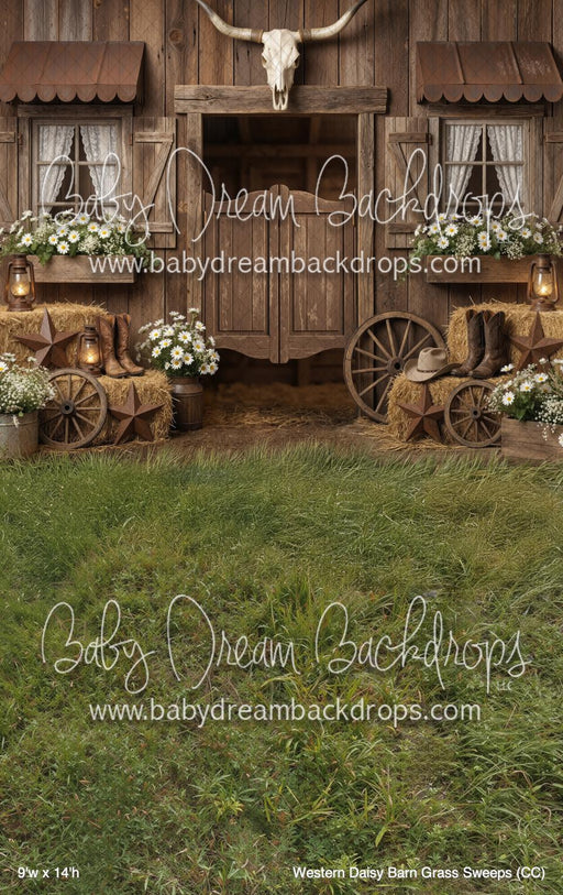 Western Daisy Barn Grass Sweeps (CC)