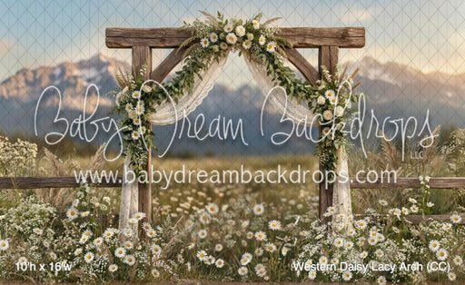 Western Daisy Lacy Arch (CC)