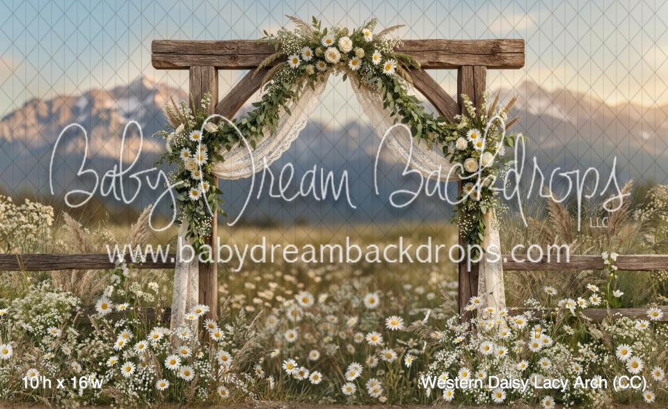 Western Daisy Lacy Arch (CC)