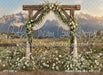 Western Daisy Lacy Arch (CC)