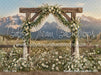 Western Daisy Lacy Arch (CC)