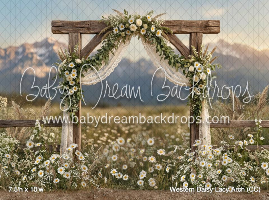 Western Daisy Lacy Arch (CC)