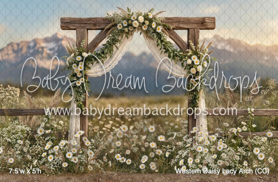 Western Daisy Lacy Arch (CC)