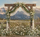 Western Daisy Lacy Arch (CC)