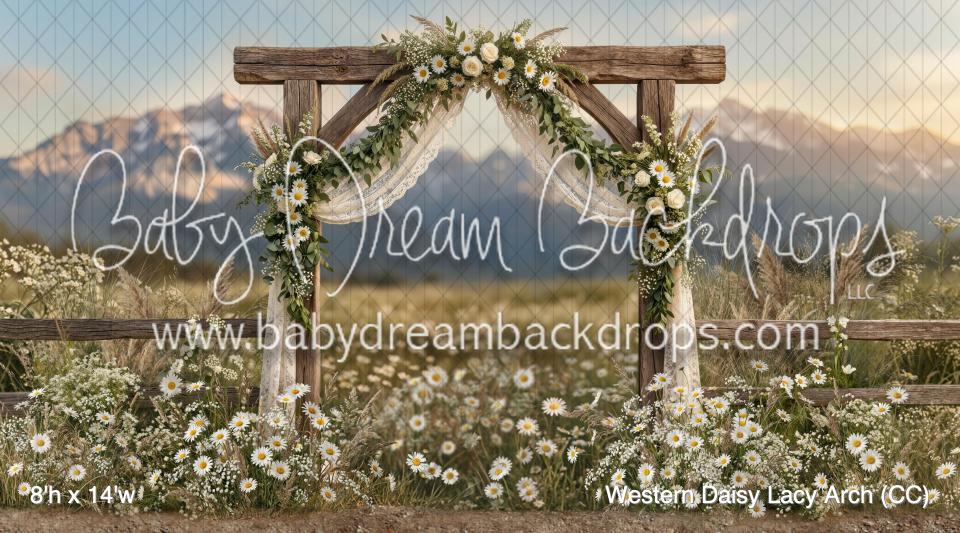 Western Daisy Lacy Arch (CC)