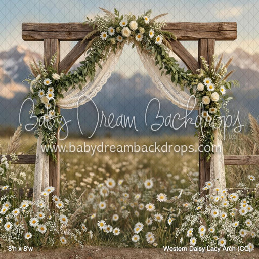 Western Daisy Lacy Arch (CC)