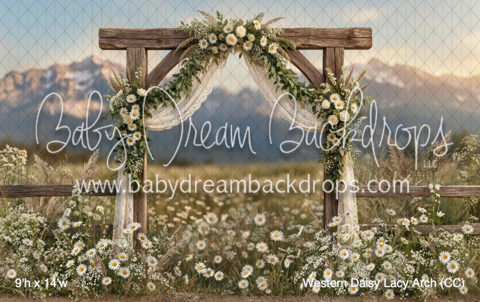 Western Daisy Lacy Arch (CC)