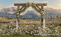 Western Daisy Lacy Arch Grass (CC)