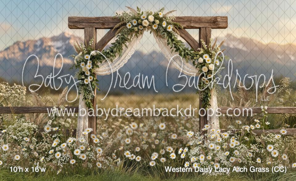 Western Daisy Lacy Arch Grass (CC)