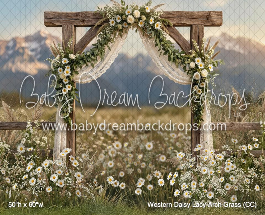 Western Daisy Lacy Arch Grass (CC)