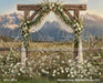 Western Daisy Lacy Arch Grass (CC)