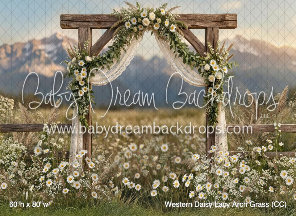 Western Daisy Lacy Arch Grass (CC)