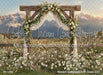 Western Daisy Lacy Arch Grass (CC)