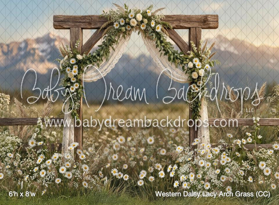 Western Daisy Lacy Arch Grass (CC)