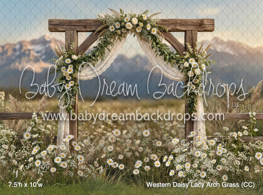 Western Daisy Lacy Arch Grass (CC)