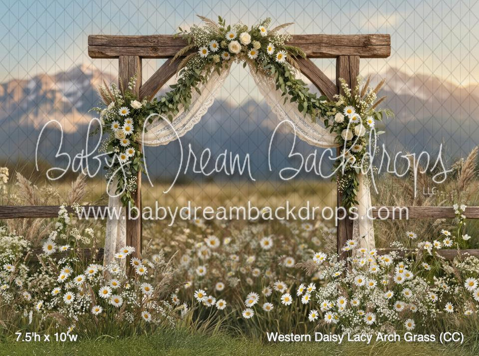 Western Daisy Lacy Arch Grass (CC)