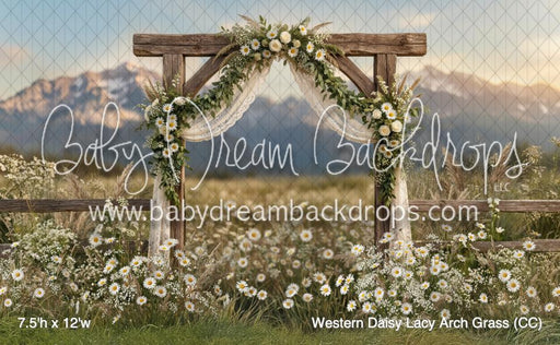 Western Daisy Lacy Arch Grass (CC)