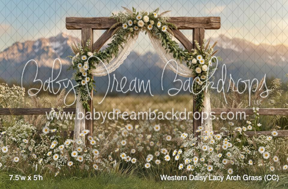 Western Daisy Lacy Arch Grass (CC)