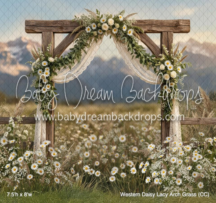 Western Daisy Lacy Arch Grass (CC)