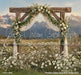 Western Daisy Lacy Arch Grass (CC)