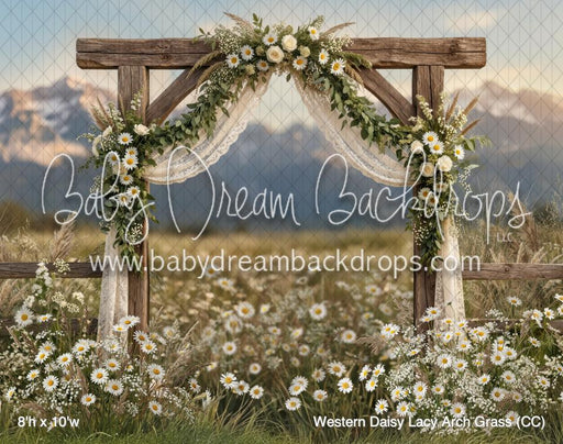 Western Daisy Lacy Arch Grass (CC)