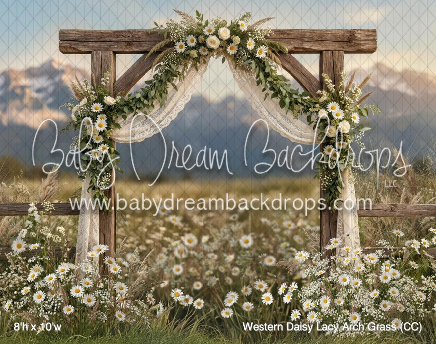 Western Daisy Lacy Arch Grass (CC)