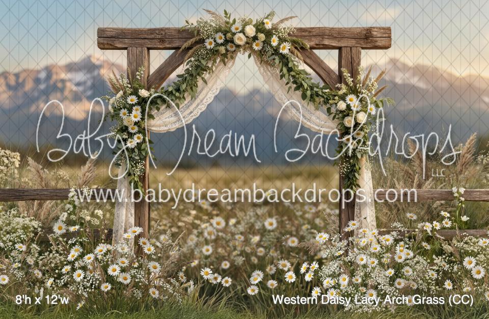 Western Daisy Lacy Arch Grass (CC)
