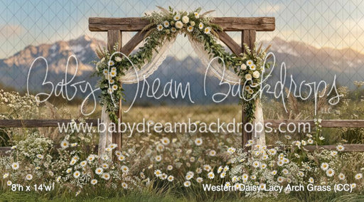 Western Daisy Lacy Arch Grass (CC)