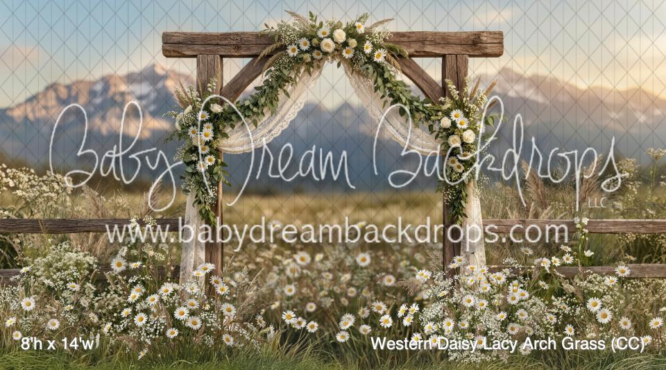 Western Daisy Lacy Arch Grass (CC)