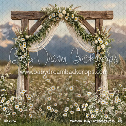 Western Daisy Lacy Arch Grass (CC)