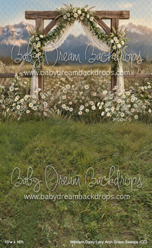 Western Daisy Lacy Arch Grass Sweeps (CC)