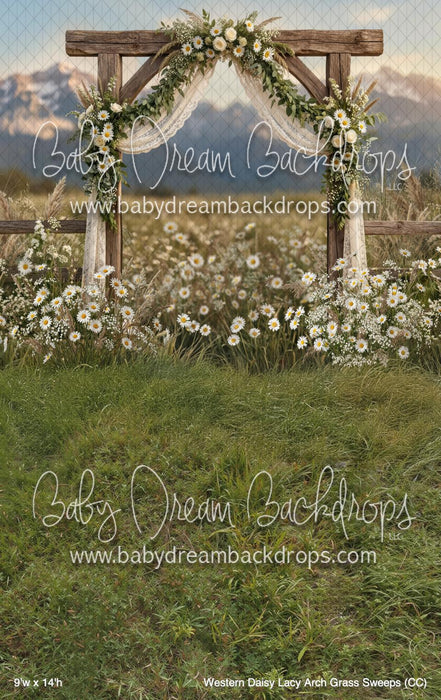 Western Daisy Lacy Arch Grass Sweeps (CC)