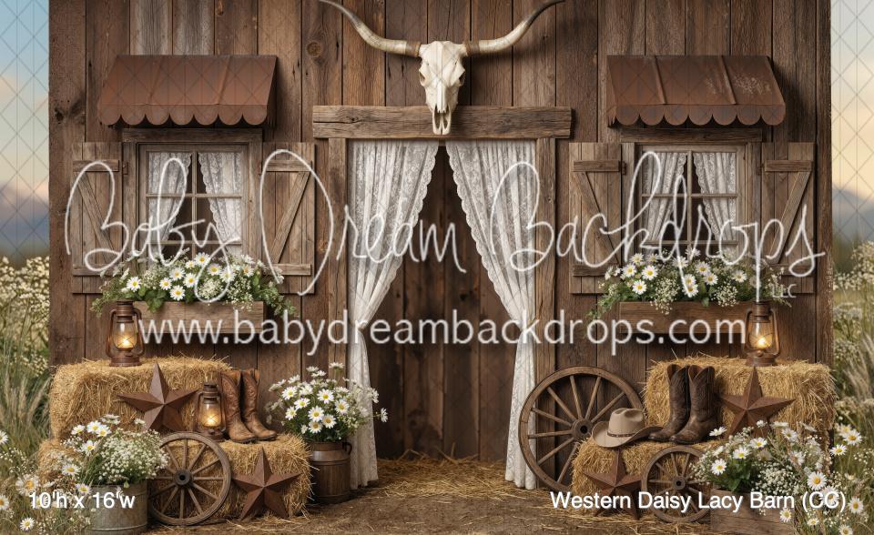 Western Daisy Lacy Barn (CC)