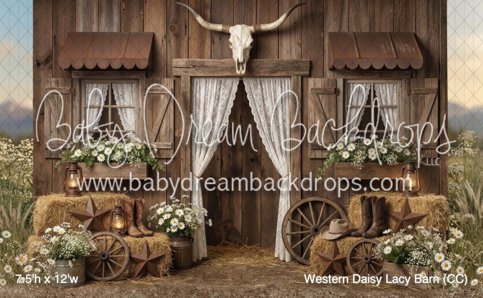 Western Daisy Lacy Barn (CC)