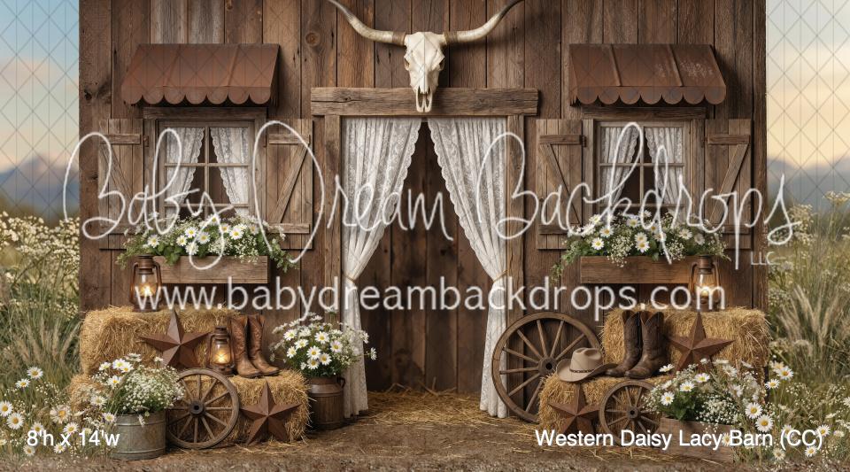Western Daisy Lacy Barn (CC)