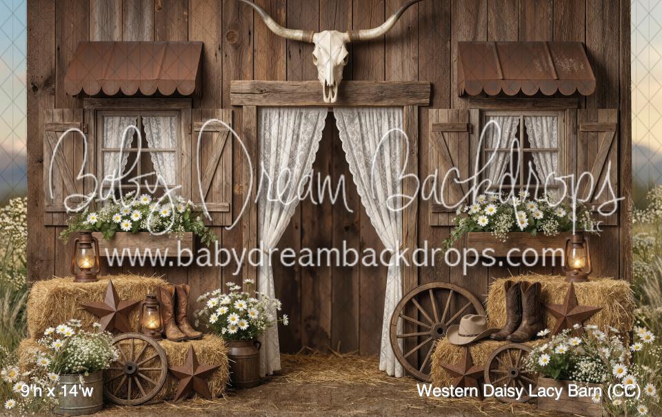Western Daisy Lacy Barn (CC)