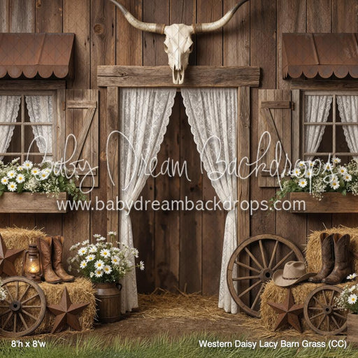 Western Daisy Lacy Barn Grass (CC)