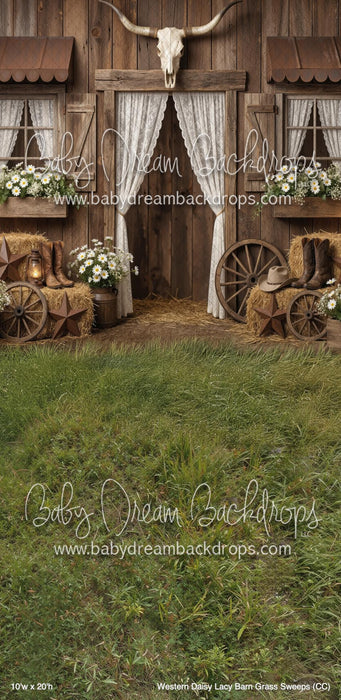 Western Daisy Lacy Barn Grass Sweeps (CC)