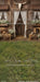 Western Daisy Lacy Barn Grass Sweeps (CC)