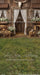 Western Daisy Lacy Barn Grass Sweeps (CC)