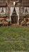Western Daisy Lacy Barn Grass Sweeps (CC)