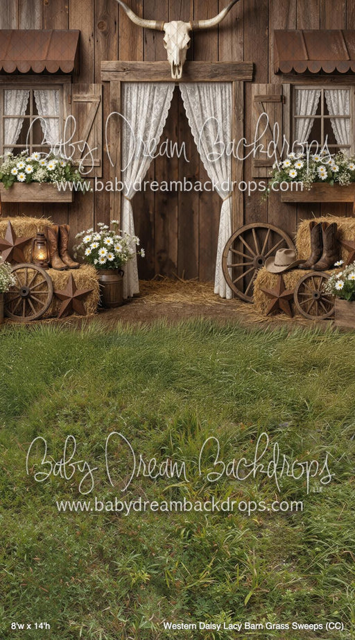 Western Daisy Lacy Barn Grass Sweeps (CC)