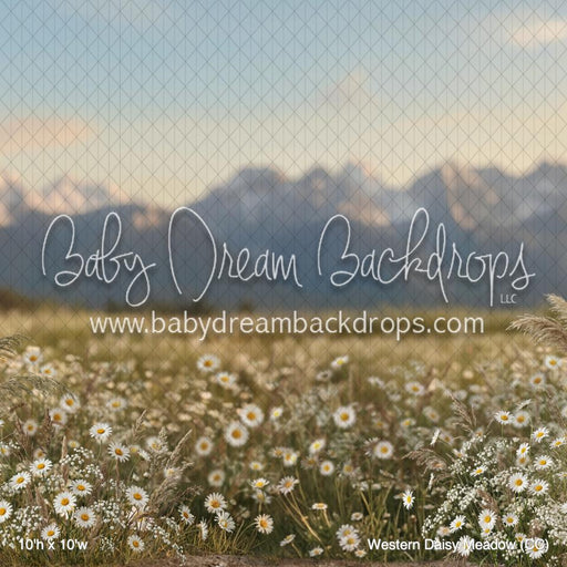 Western Daisy Meadow (CC)