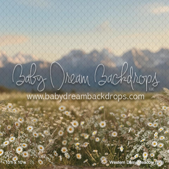 Western Daisy Meadow (CC)