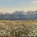 Western Daisy Meadow (CC)