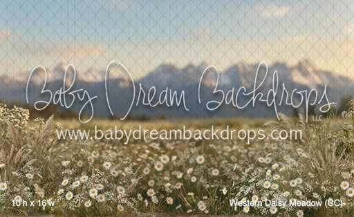 Western Daisy Meadow (CC)