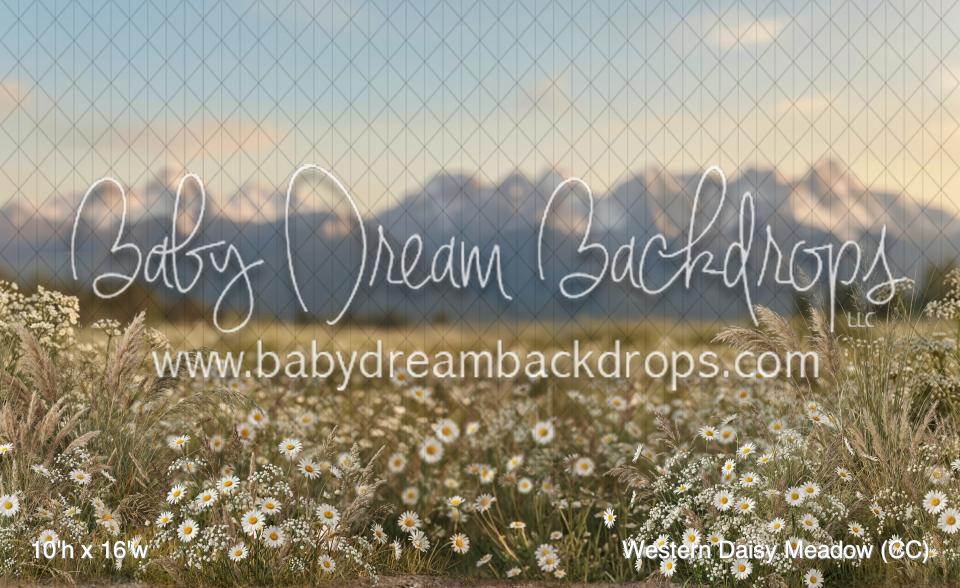 Western Daisy Meadow (CC)