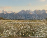 Western Daisy Meadow (CC)