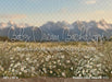 Western Daisy Meadow (CC)