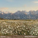 Western Daisy Meadow (CC)
